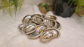 Abalone schelp XS (70-80mm)