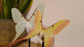 Set vlinders "Chinese Moon Moths"