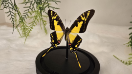 Vlinder Eurytides Thyastus
