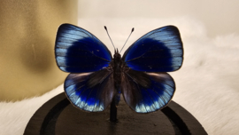 Vlinder Asterope Philotima