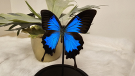 Vlinder Papilio Ulysses