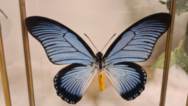 Vlinder Papilio Zalmoxis