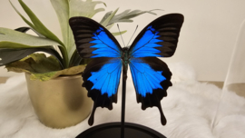 Vlinder Papilio Ulysses
