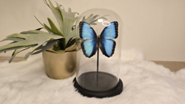 Vlinder Morpho Peleides Carillensis