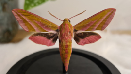 Vlinder/ mot Deilephila Elpenor