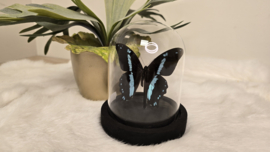 Vlinder Papilio Nireus