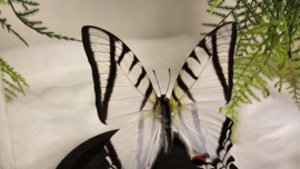 Vlinder Eurytides Protesilaus