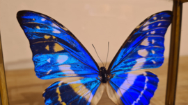 Vlinder Morpho Cypris