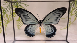 Vlinder Papilio Zalmoxis