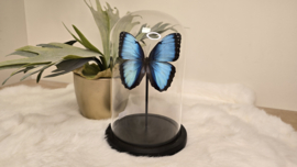 Vlinder Morpho Peleides Carillensis