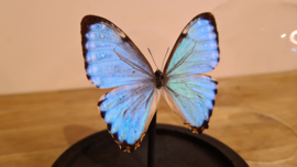 Vlinder Morpho Portis