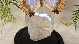 Set Fantasy "Angel Aura Rozenkwarts & Sulkowkyi Female"