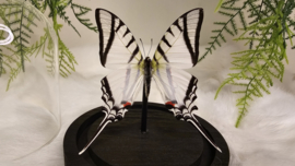 Vlinder Eurytides Protesilaus