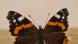 Vlinder Vanessa Atalanta