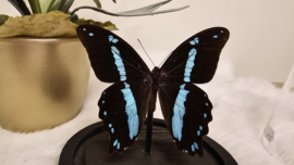 Vlinder Papilio Nireus
