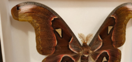 Vlinder/ mot Attacus Lorquinii