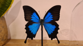 Vlinder Papilio Ulysses