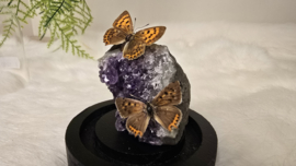 Set Fantasy "Amethist & Lycaena's "