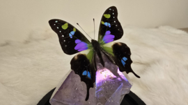 Set Fantasy "Angel Aura Amethist & Weiskei"