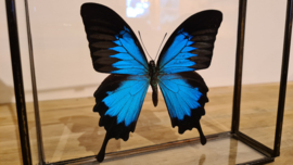 Vlinder Papilio Ulysses