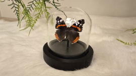 Vlinder Vanessa Atalanta