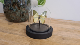 Vlinder Charaxes Subornatus