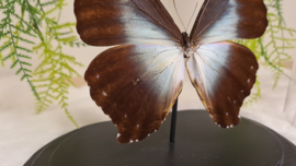 Vlinder Morpho Cisseis
