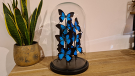 Set vlinders "Giant Papilio blue"