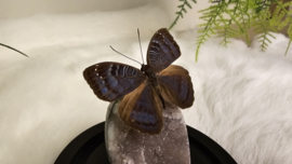 Set Fantasy "Galaxy Amethist & Junonia"