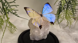 Set Fantasy "Angel Aura Rozenkwarts & Sulkowkyi"
