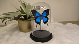 Vlinder Papilio Ulysses