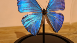 Vlinder Morpho Adonis