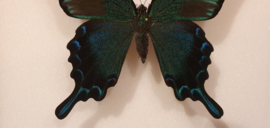 Set vlinders Papilio Dehaani