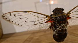 Mega cicade Pomponia Intermedia