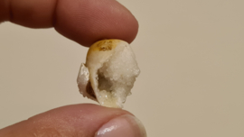 Fossiele Quartz Schelp Small No.2