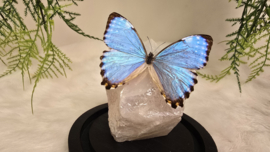 Set Fantasy "Angel Aura Rozenkwarts & Portis"