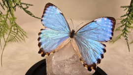 Set Fantasy "Angel Aura Rozenkwarts & Portis"