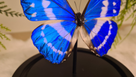 Vlinder Morpho Cypris