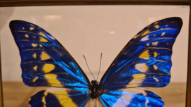 Vlinder Morpho Cypris