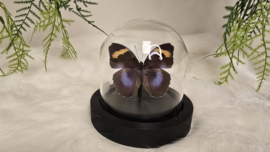 Vlinder Euphaedra Medon ssp