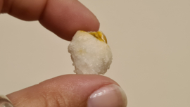 Fossiele Quartz Schelp Small No.2