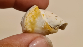 Fossiele Quartz Schelp Medium No. 9