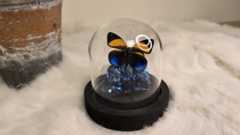 Set Fantasy "Dark Titanium & Orange Callicore"