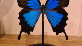 Vlinder Papilio Ulysses