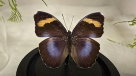Vlinder Euphaedra Medon ssp