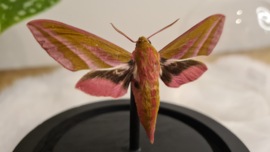 Vlinder/ mot Deilephila Elpenor