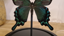 Vlinder Papilio Maacki