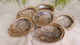 Abalone schelp L- Soft Pearl (120-130mm)