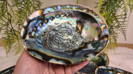 Abalone schelp XL- Groen (150-170mm)