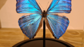 Vlinder Morpho Adonis